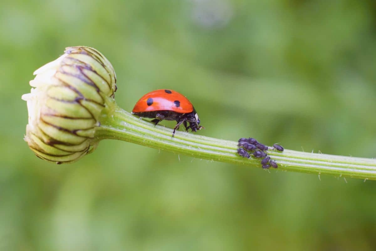 Lady bug on a plant stem.