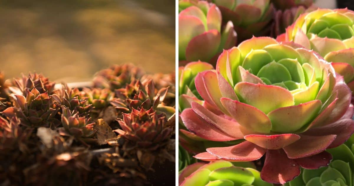 Light and Sun for Succulents and Cacti The Ultimate Guide Sublime
