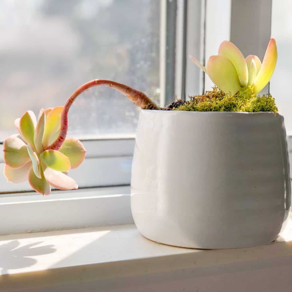 Succulent in a poot near a window.