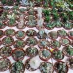 Different varieties of cactuses in pots for sale.