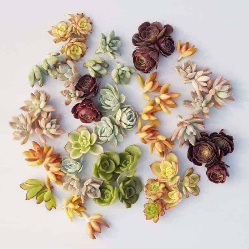 Succulent cutting on a white background.