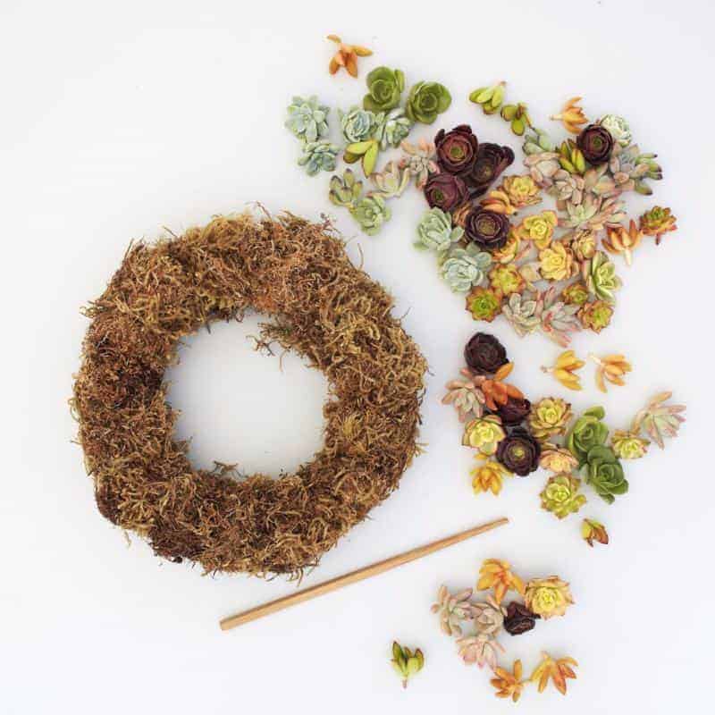 Succulent cuttings. stick and wreath on a white background.