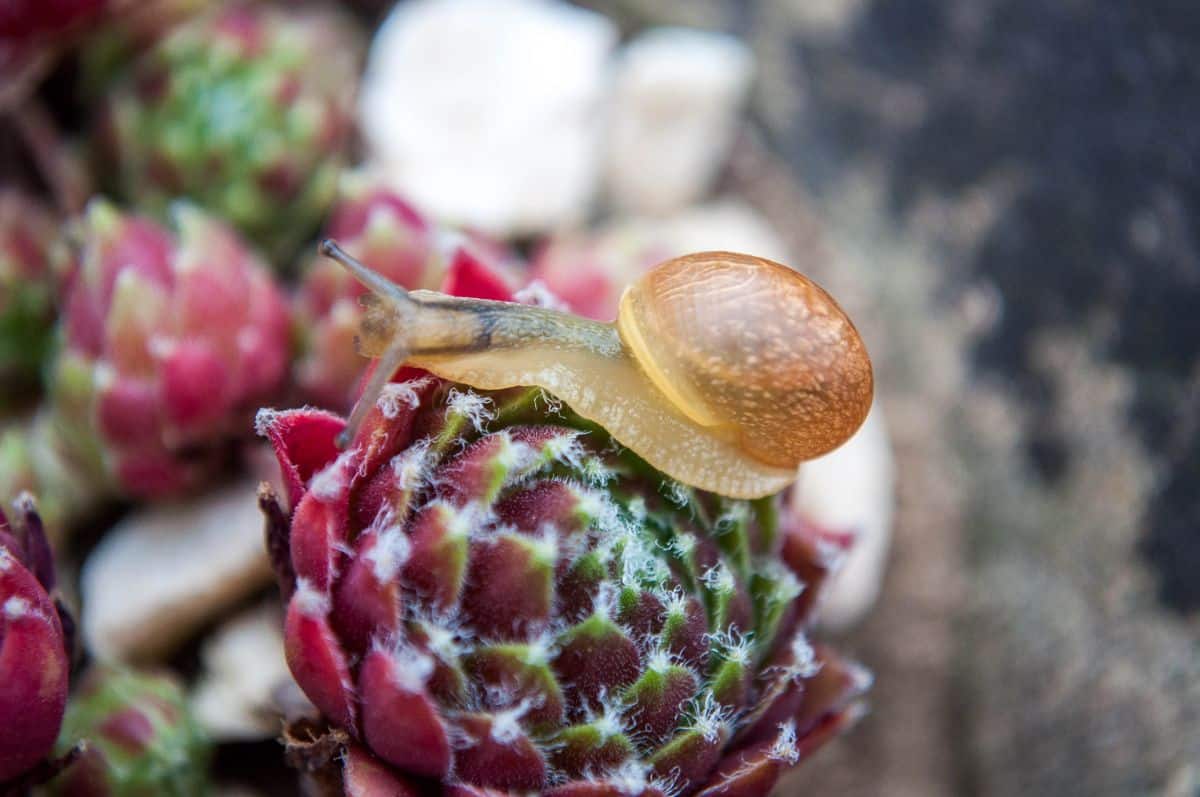 Snail on a succulent plant close-up.