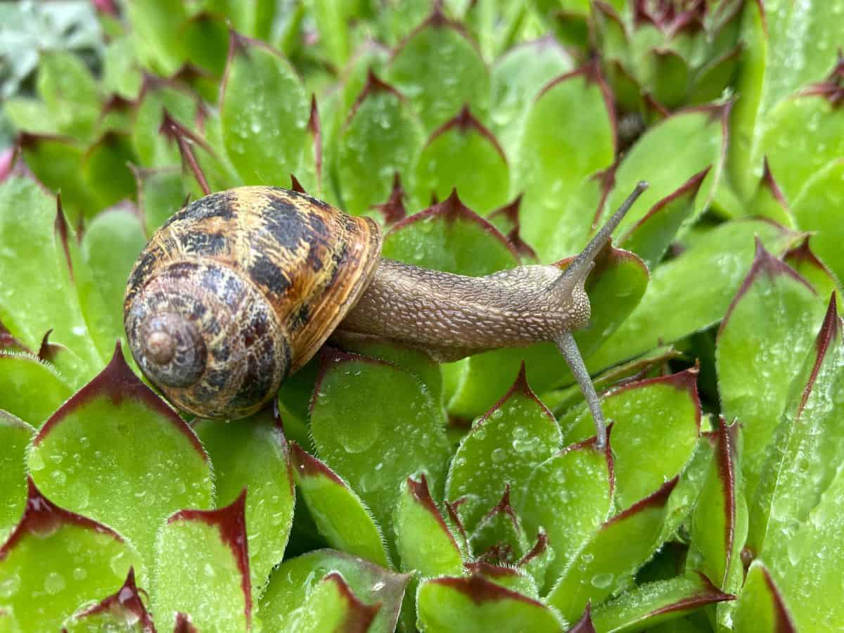 Snail on a succulent plant close-up.