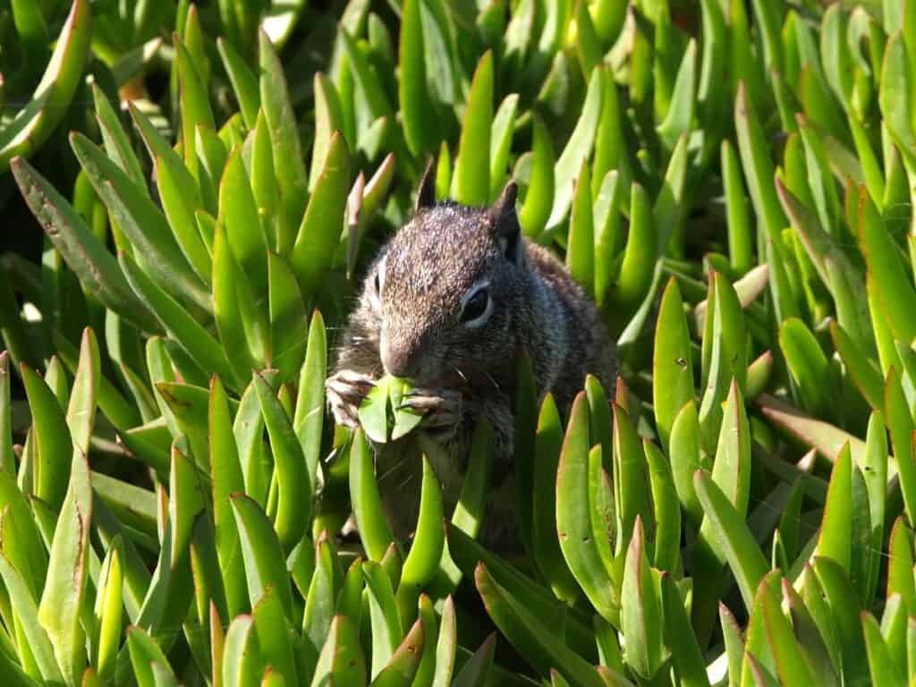 How to Stop Squirrels Eating Your Succulents Sublime Succulents