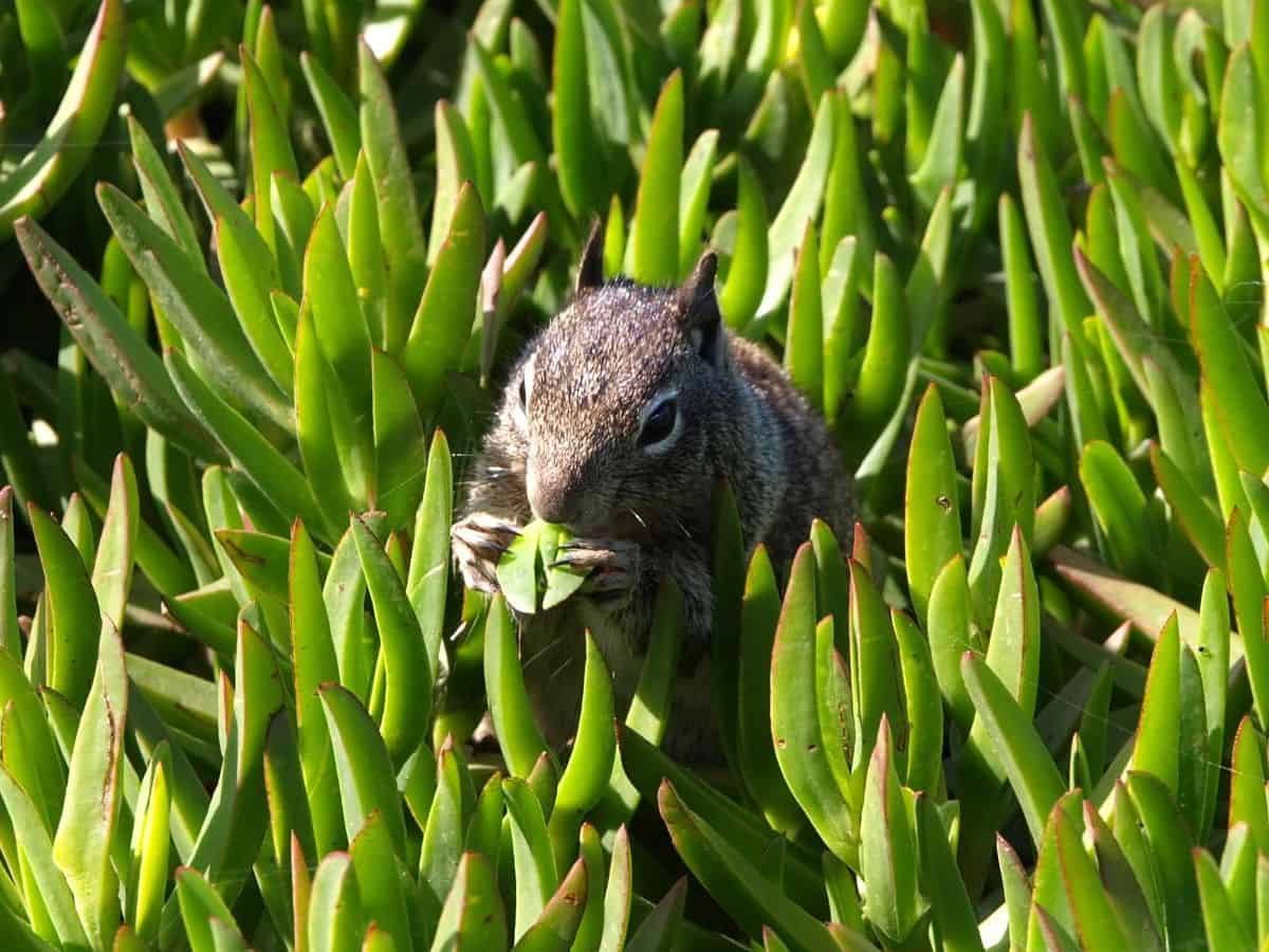 Squirrel eating a suculent.