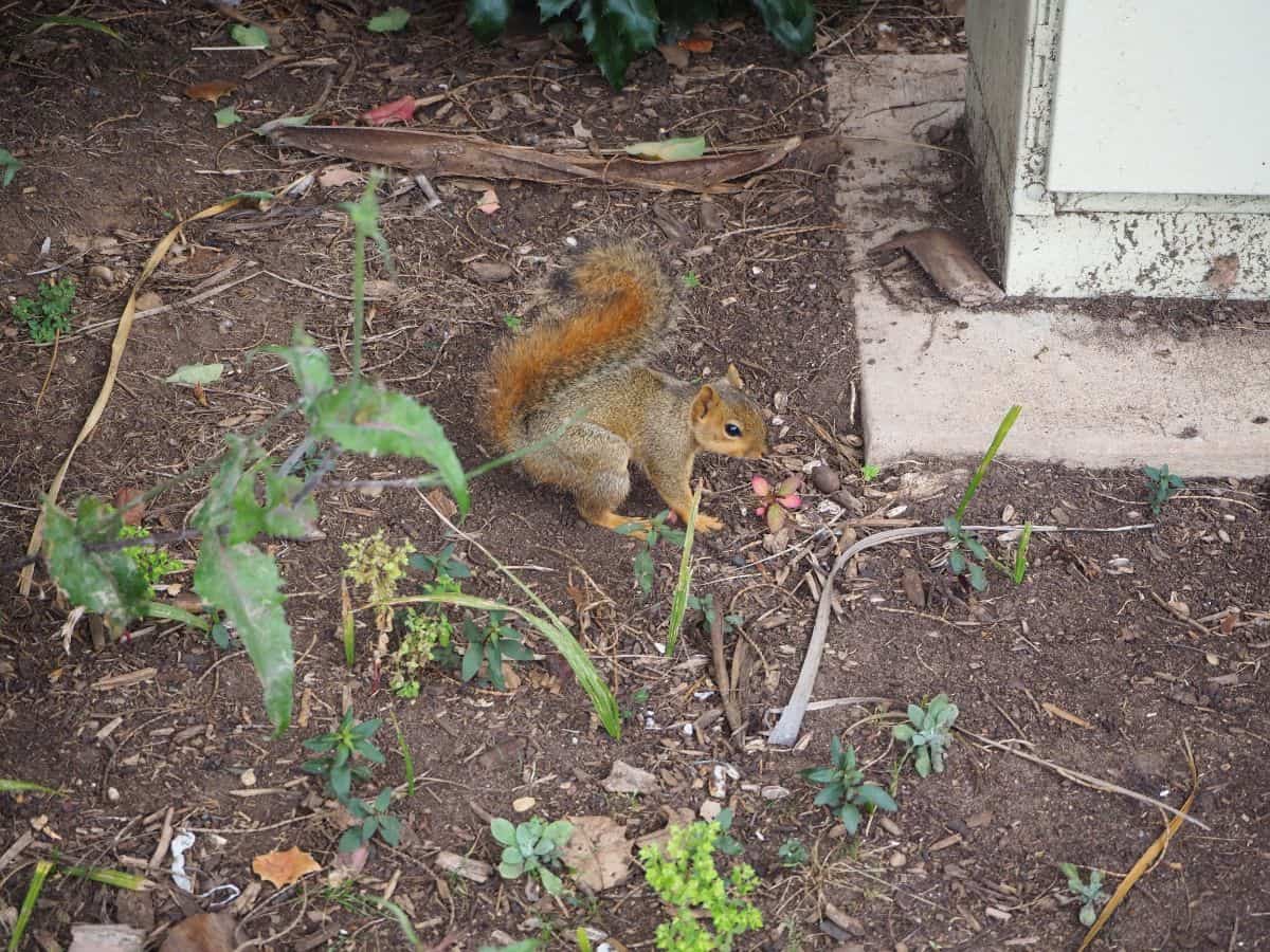 Squirrel in a succulent garden.