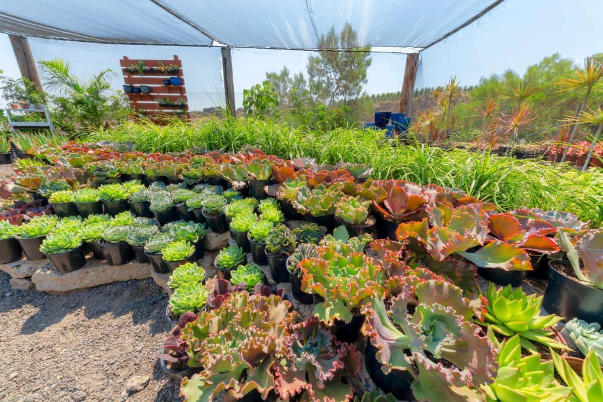 Succulent gaden protected by nets.