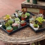 Different varieties of succulent on tray on a table.