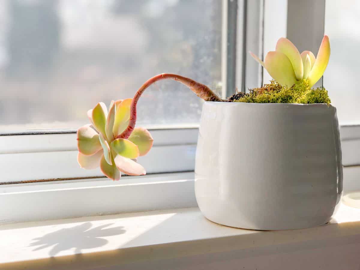 Succulent in a poot near a window.