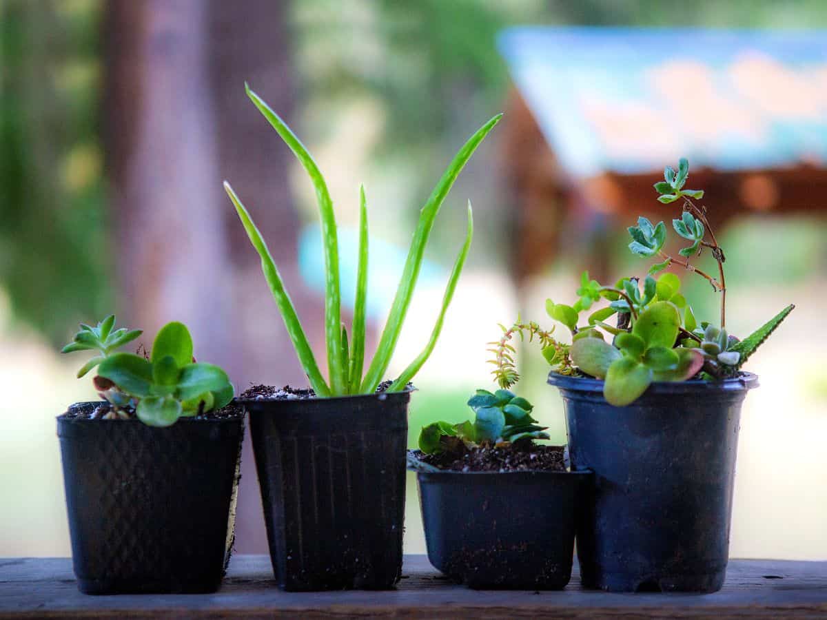 Succulents in pots in shade..