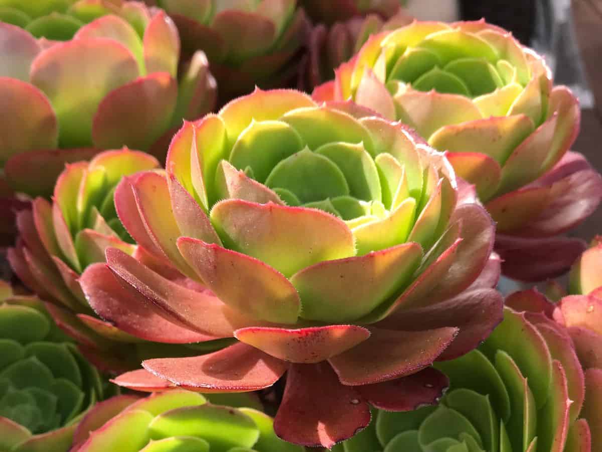 Beautiful succulents in sunlight.