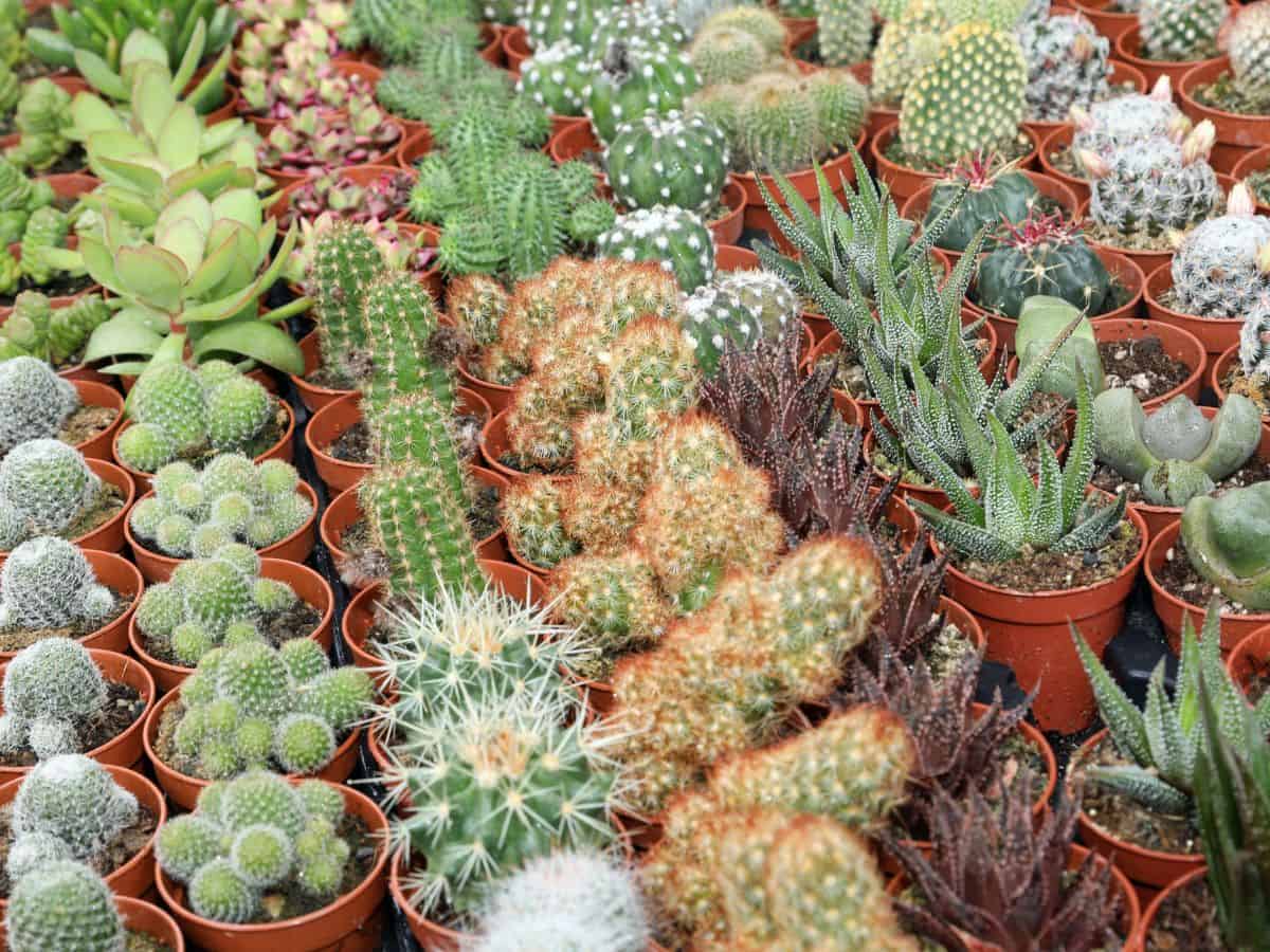 Different varieties of succulents in pots wholesale concept.