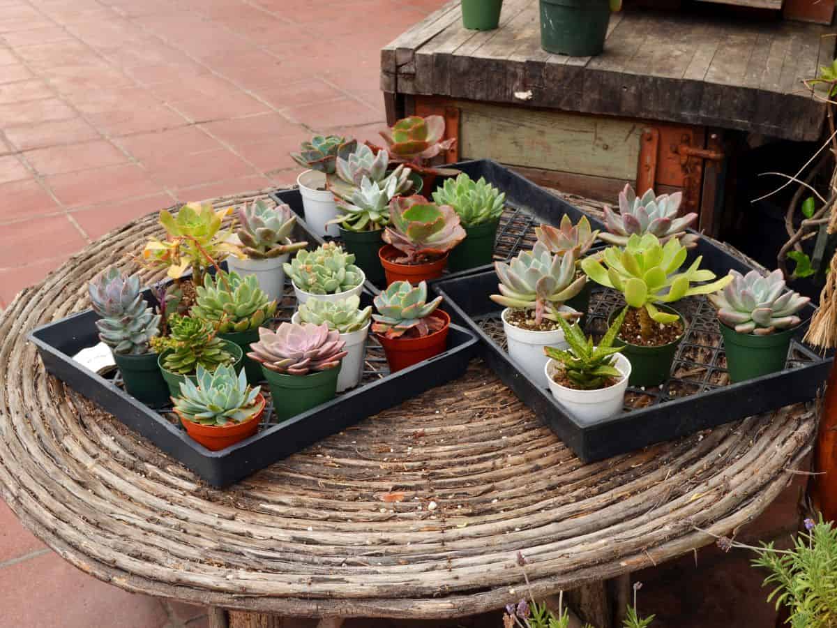 Different varieties of succulent on tray on a table.