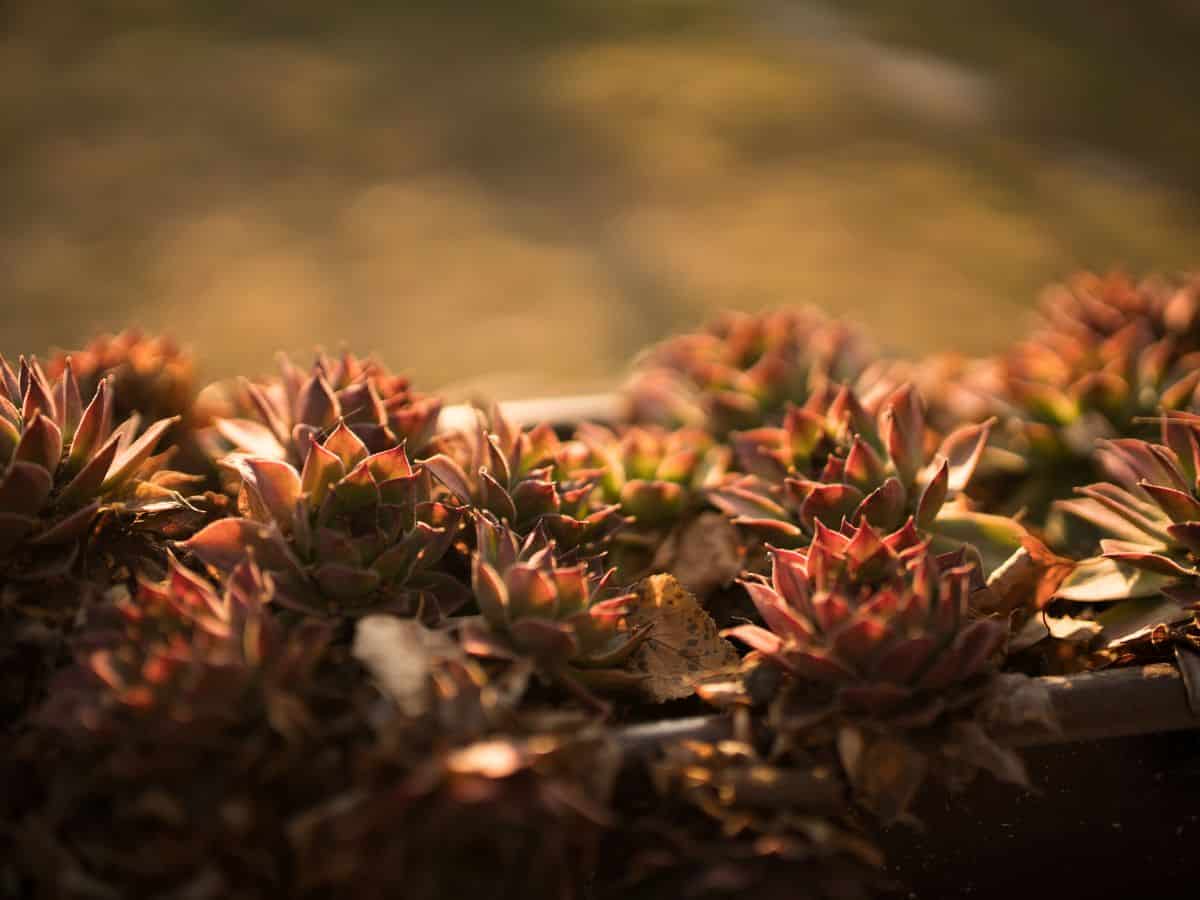 Succulents in a pot on sunlight.