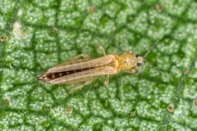 Treating Thrips On Your Succulents And Cacti Sublime Succulents treating-thrips-on-your-succulents-and-cacti-sublime-succulents