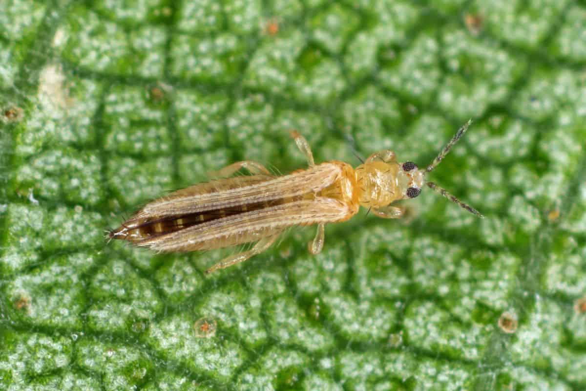 Tabacco thrip on a leaf close-up.