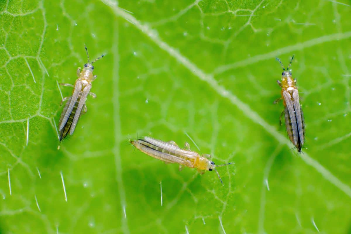 Thrips on a leaf close-up.