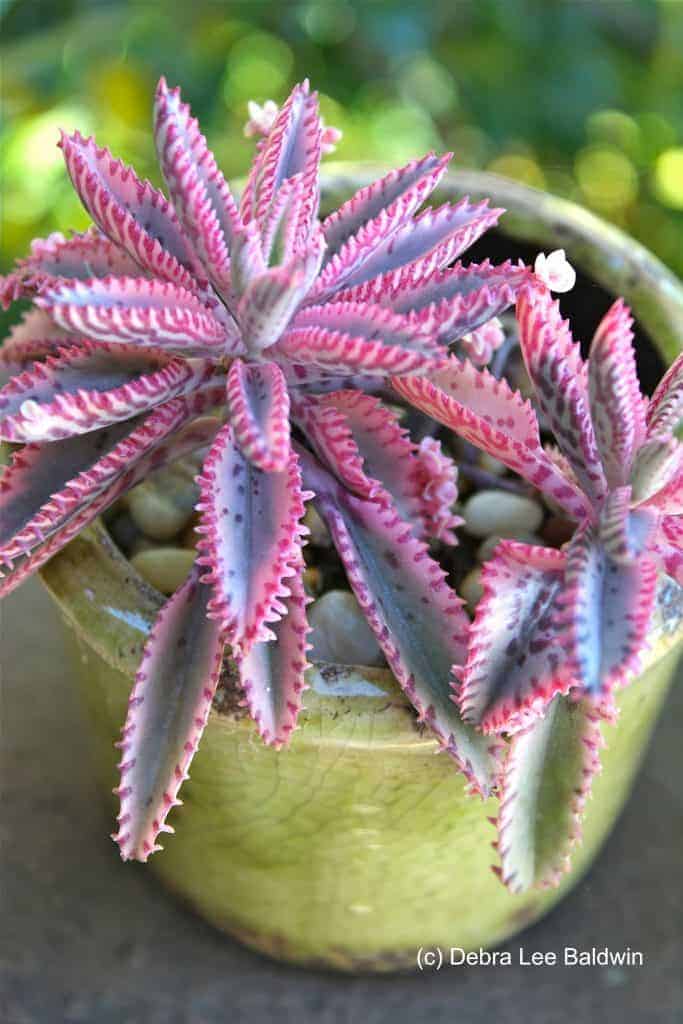 Beautiful succulent growing in a pot close-up.