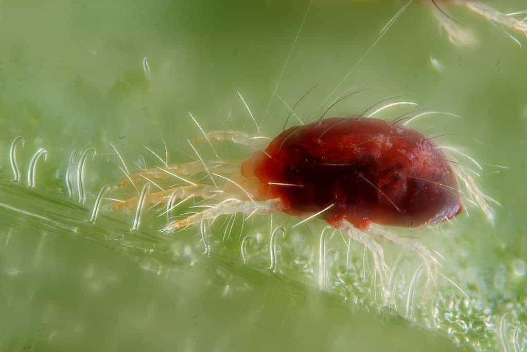 Spider mite close-up.