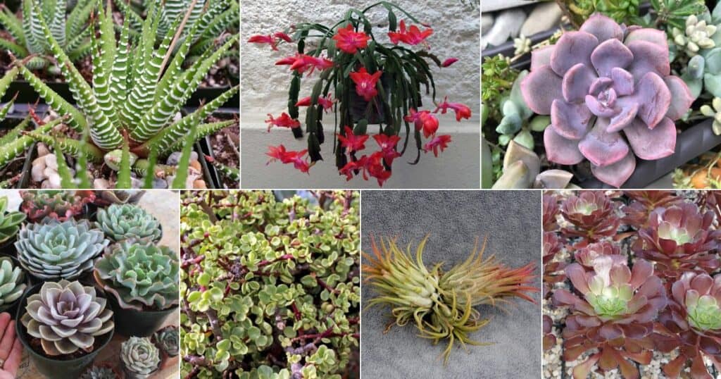 11 NonToxic Succulents Safe for Dogs Sublime Succulents