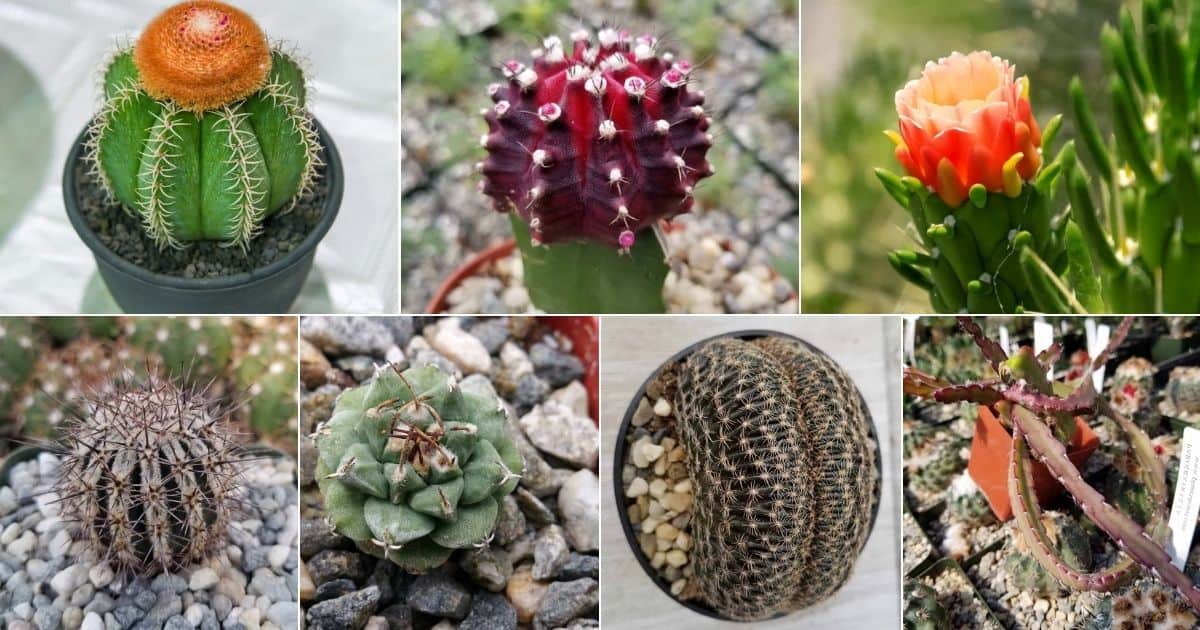 Collage of rare cactuses.