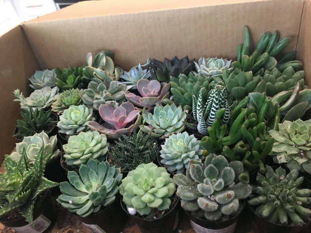 Succulents in pots in a box.