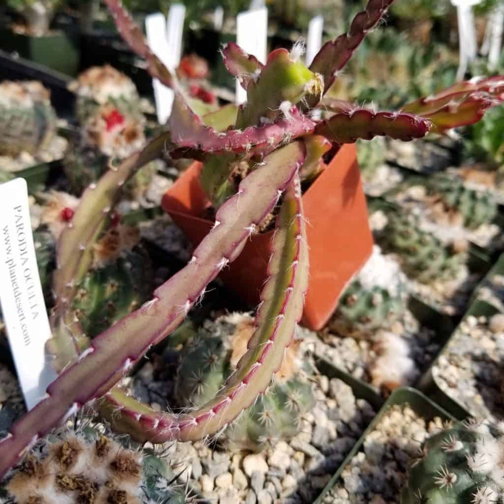 buy rare cacti