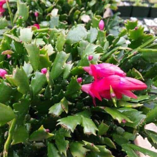 Schlumbergera plant with pink flowers.