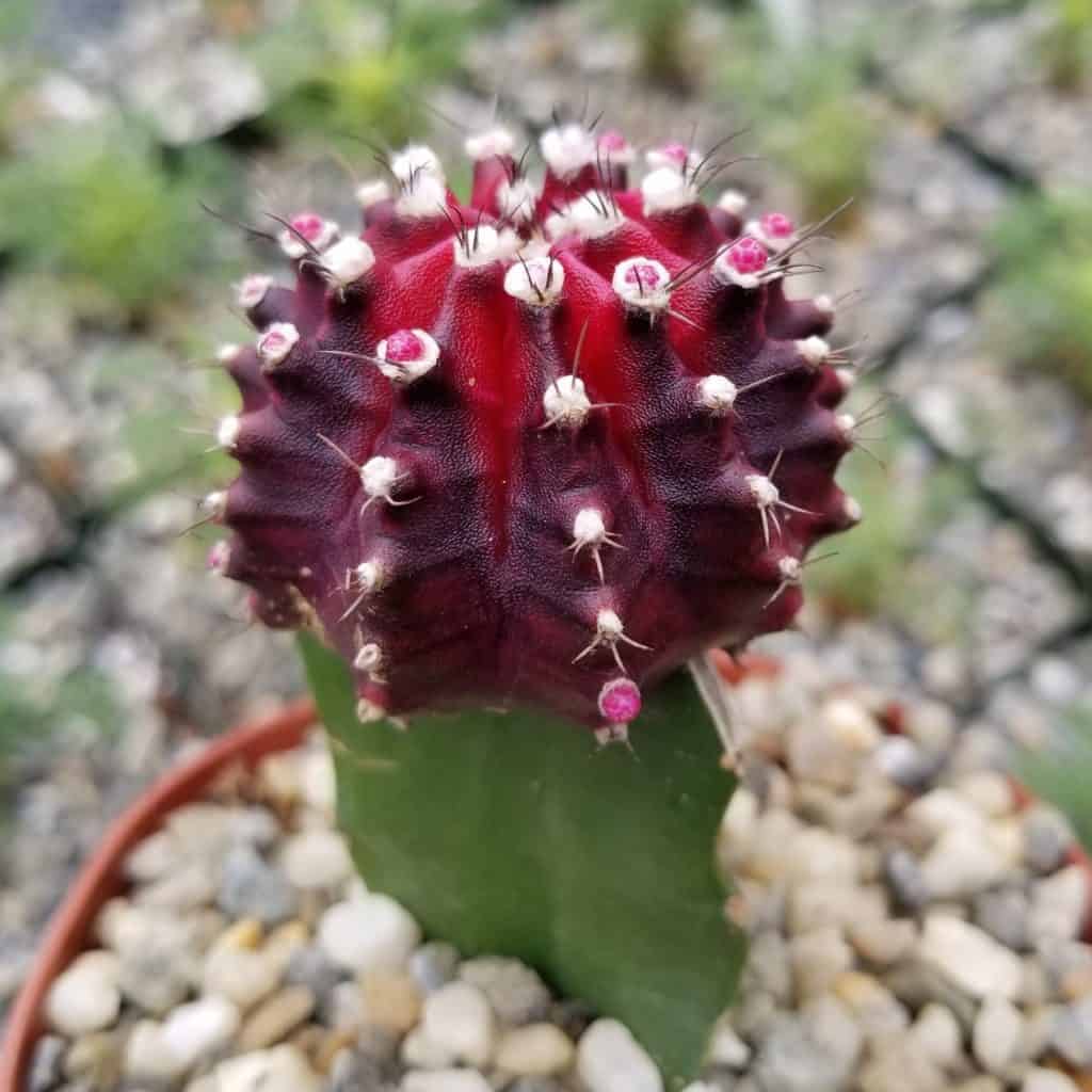 Gymnocalycium mihanovichii 'Hibota Moon' close-up.