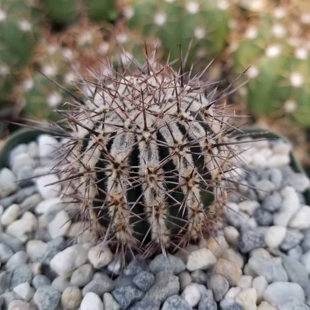 Echinopsis cv. close-up.