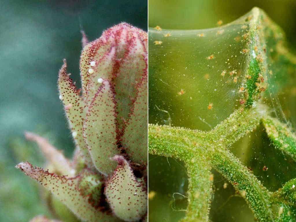 Two images of spider mites succulents