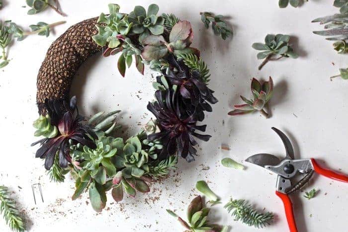 Succulent wreath, cutting, and shears on a white background.