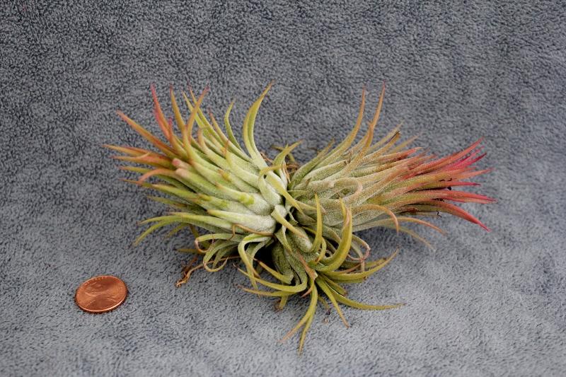 Tillandsia air plant.