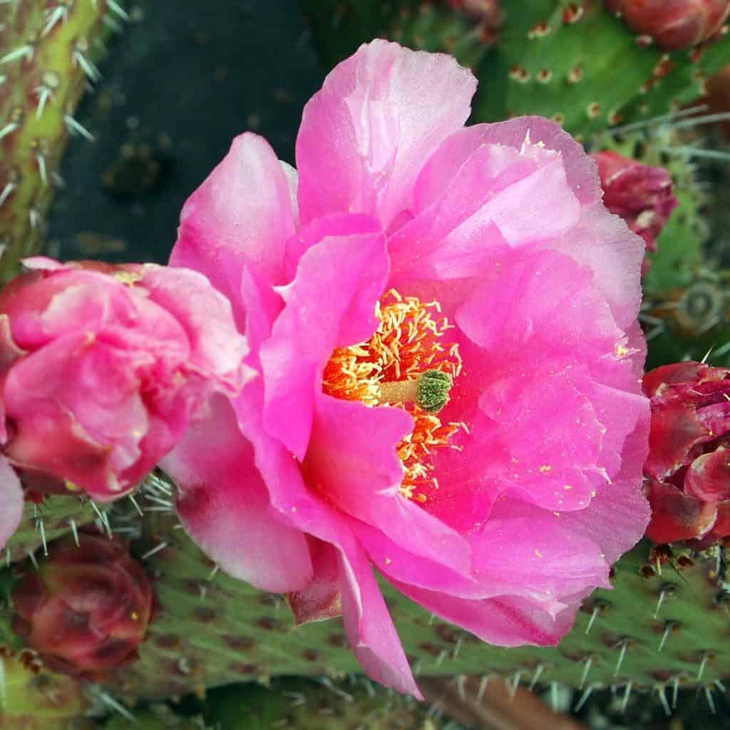 Flowering opuntia close-up.