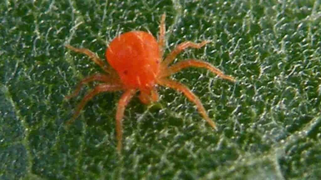 Close-up on spider mite.