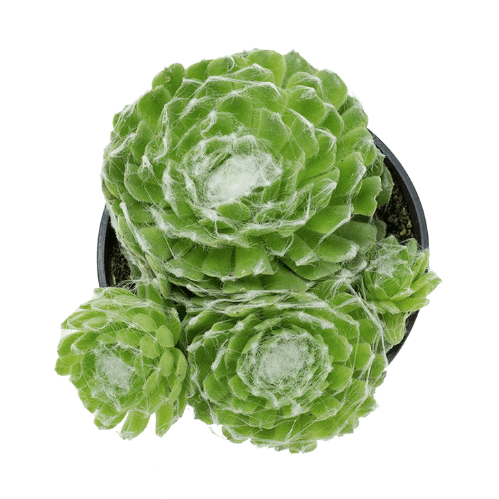 Sempervivum - Hens and Chicks growing in a pot.