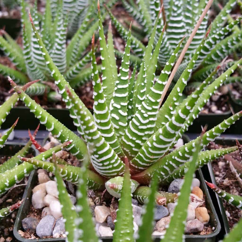 Haworthias growing in pots.