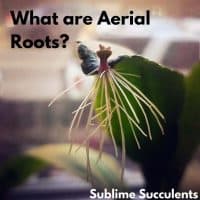 aerial roots succulents
