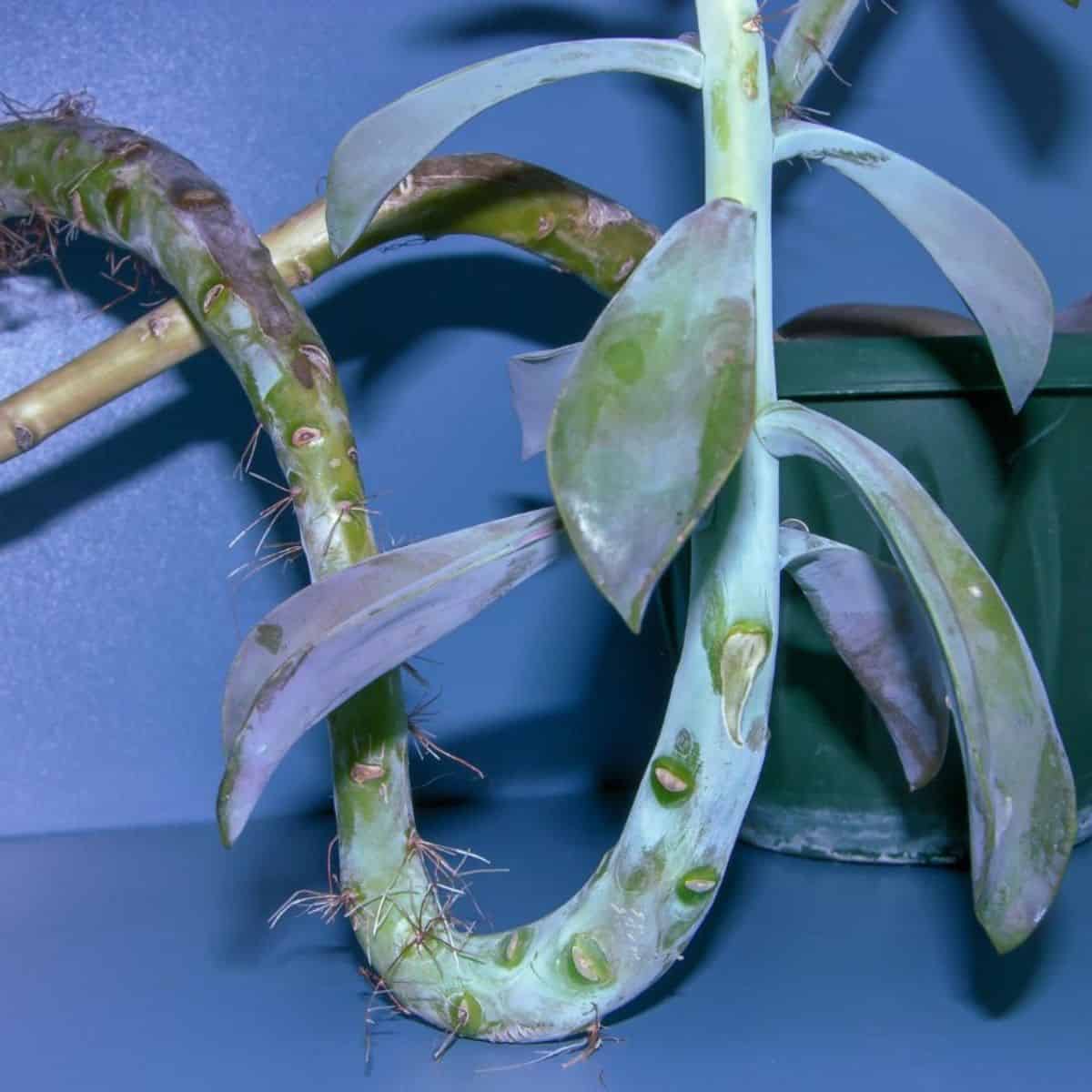 Graptoveria plant with visible aerial roots.