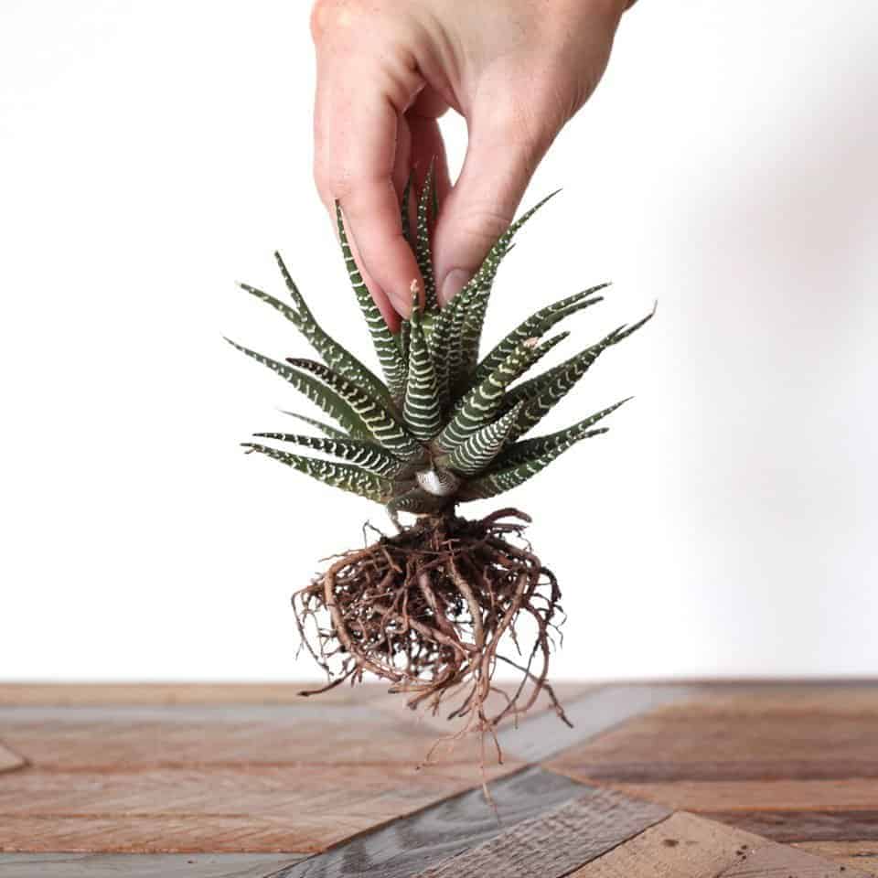 Hand holding a bare root succulent.