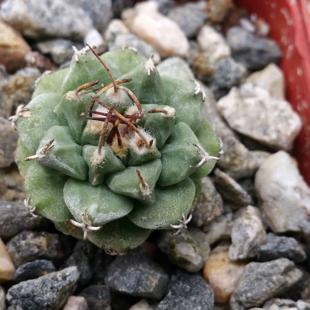 Turbinocarpus alonsoi close-up.