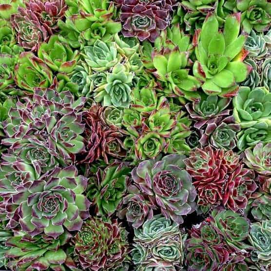 Different varieties of succulentss close-up.