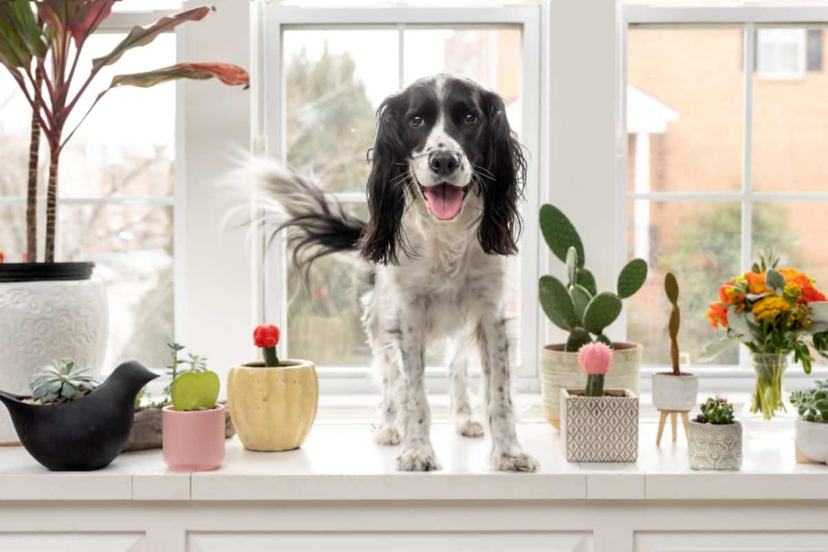 Dog standing next to succulents in pots on the table.