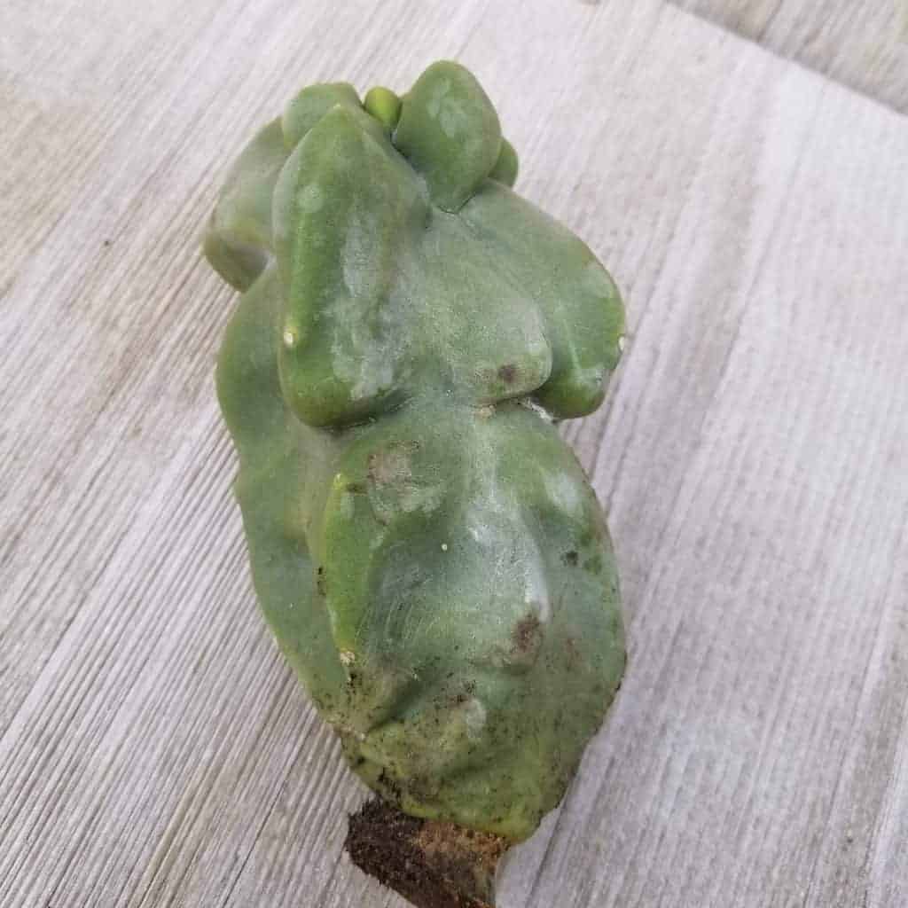 Lophocereus schotti on the table.