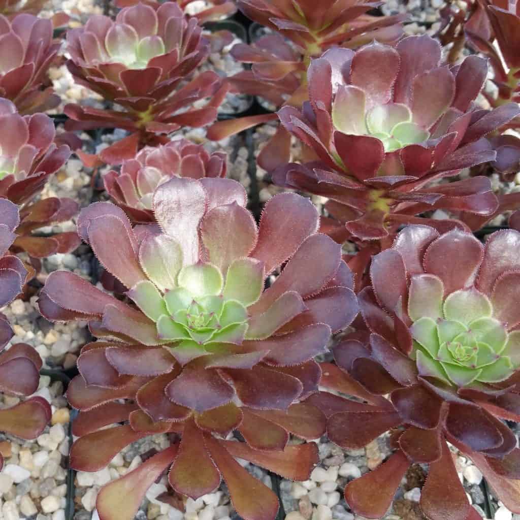 Aeoniums in a tray.