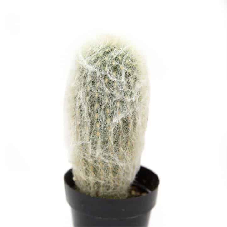 buy rare cacti