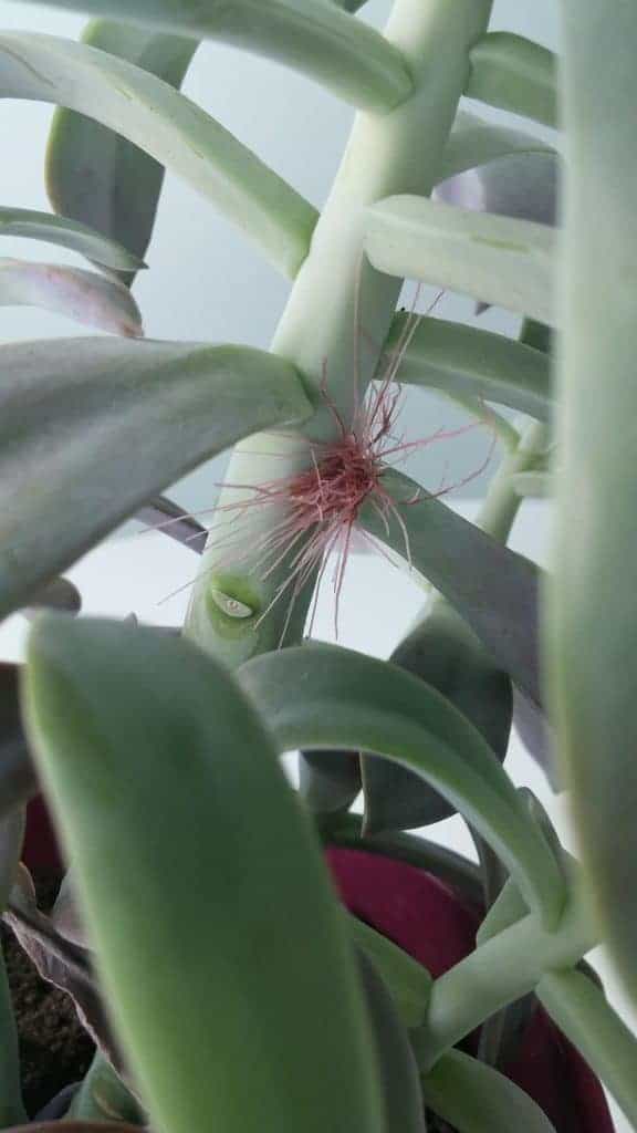 Visible aerial roots on a succulent stem.