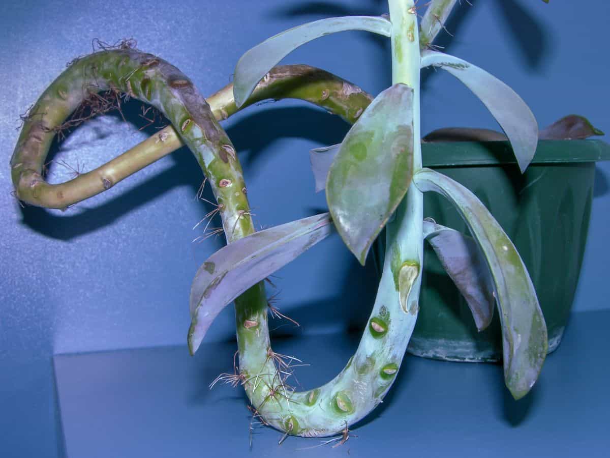 Graptoveria plant with visible aerial roots.