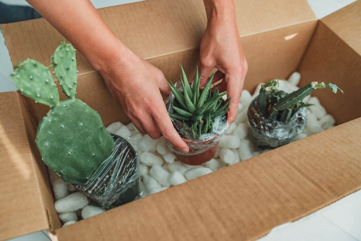 Hands putting succulents in pots in a cardboard box.